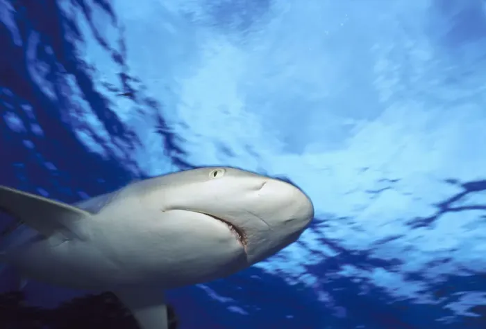 Framed Print : gray reef shark Framed Print : gray reef shark