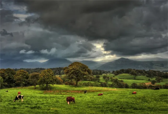 Framed Print : Grazing cattle Framed Print : Grazing cattle
