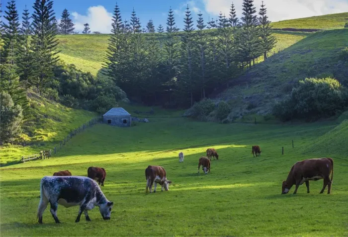 Framed Print : Grazing cattle at Arthurs Vale, Norfolk Island, south pacific ocean