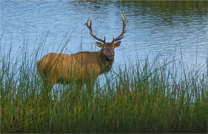 Framed Print : Grazing Elk, early morning, Smith River, Oregon, United States Framed Print : Grazing Elk, early morning, Smith River, Oregon, United States