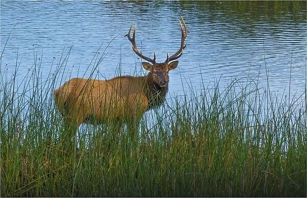 Grazing Elk, early morning, Smith River, Oregon, United States