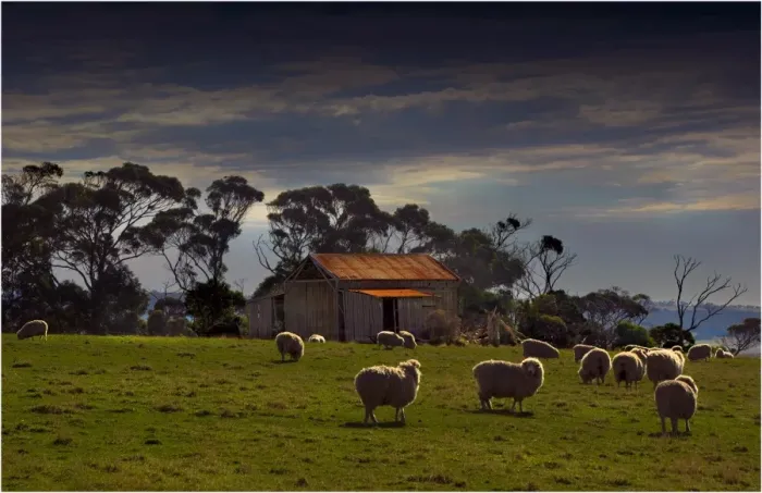 Framed Print : Grazing sheep near Emita, Flinders Island, Tasmania