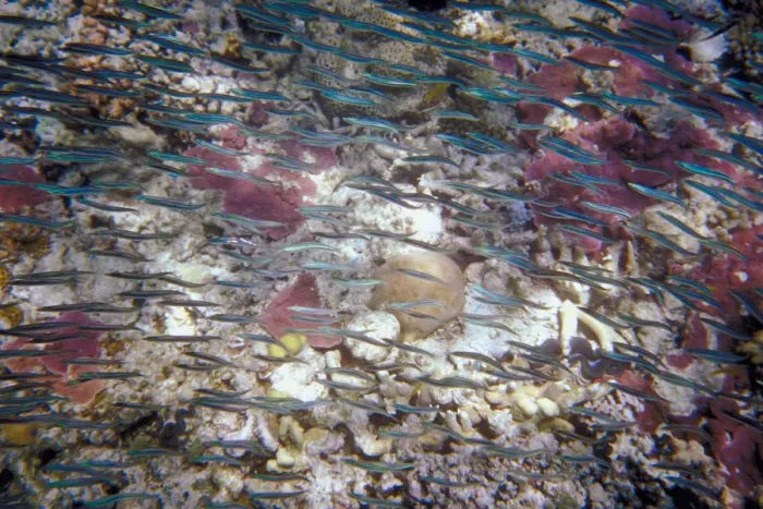 Framed Print : Great Barrier Reef, Queensland
