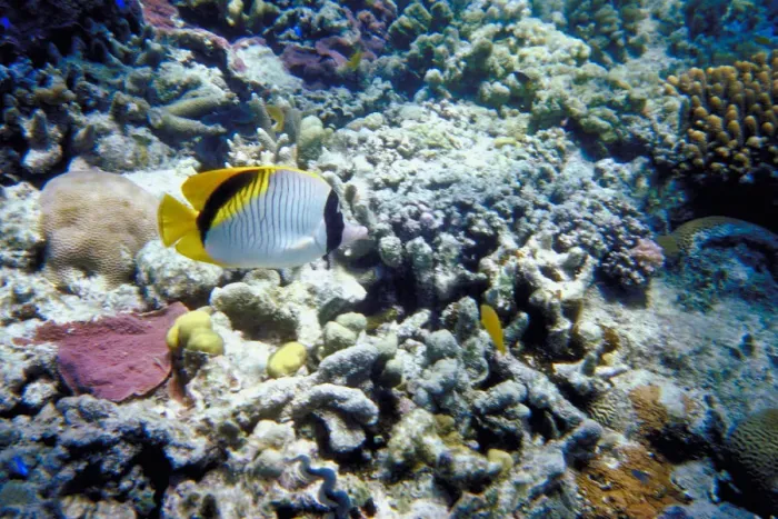 Framed Print : Great Barrier Reef, Queensland, Australia