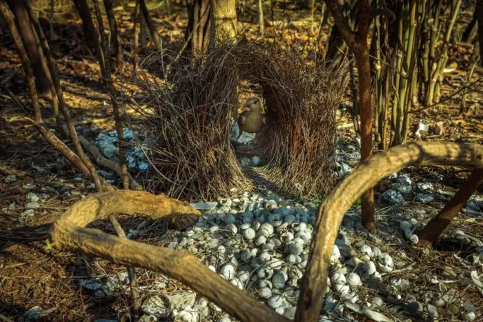 Framed Print : Great Bowerbird and bower
