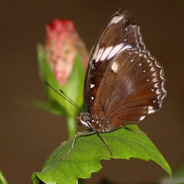 Framed Print : Great common Eggfly Framed Print : Great common Eggfly