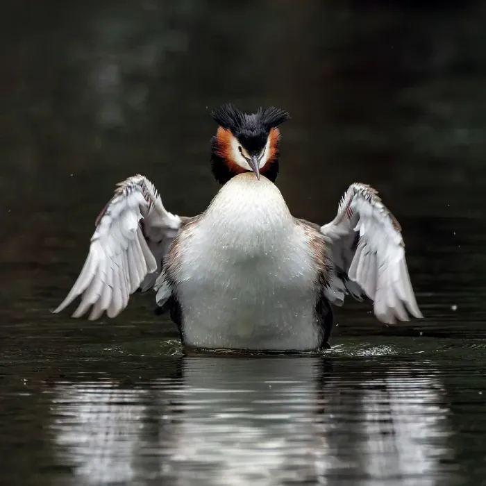 Framed Print : Great Crested Grebe