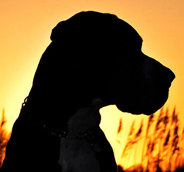 Great Dane at silhouette