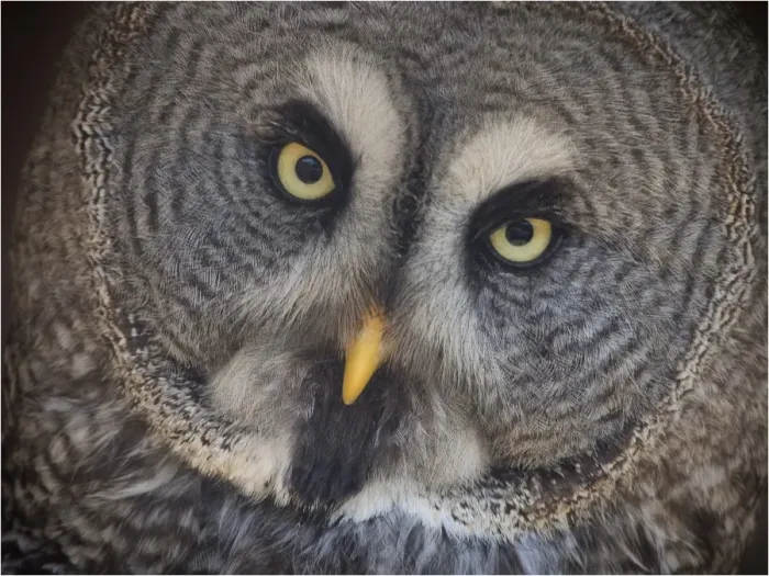 Framed Print : Great Grey Owl