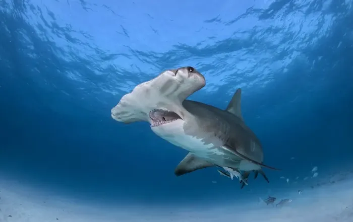 Framed Print : Great hammerhead shark with jaws open Framed Print : Great hammerhead shark with jaws open