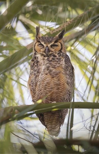 Great Horned Owl (Bubo virginianus) perched in palm tree