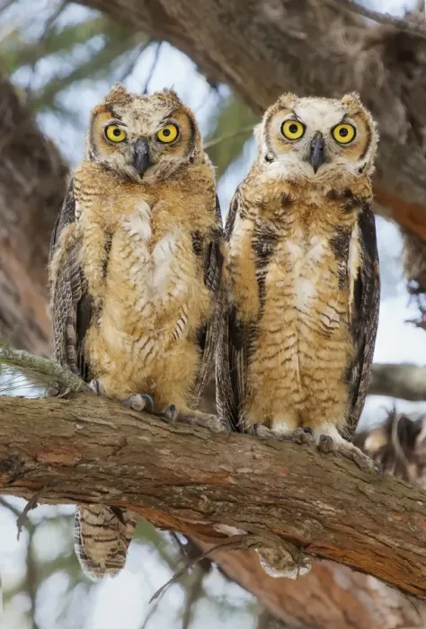 Framed Print : Great Horned Owlets Framed Print : Great Horned Owlets