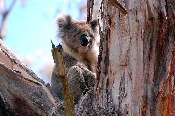 Great Ocean Road Koala in a tree