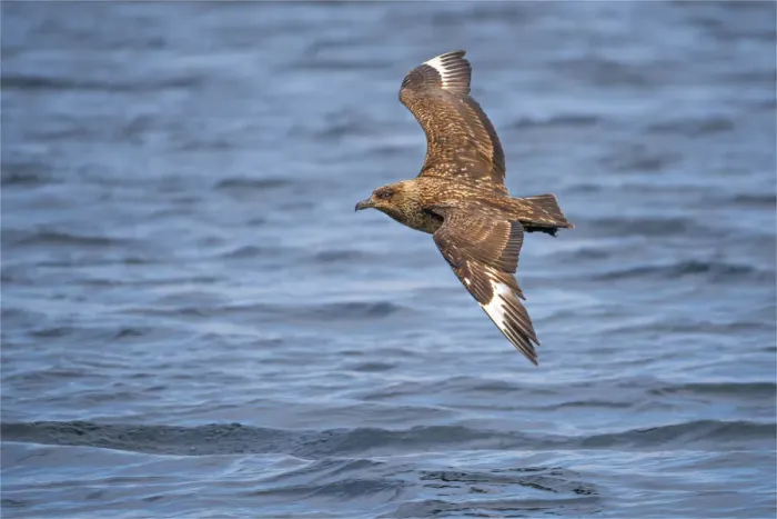 Framed Print : Great Skua, Shetland Islands Scotland