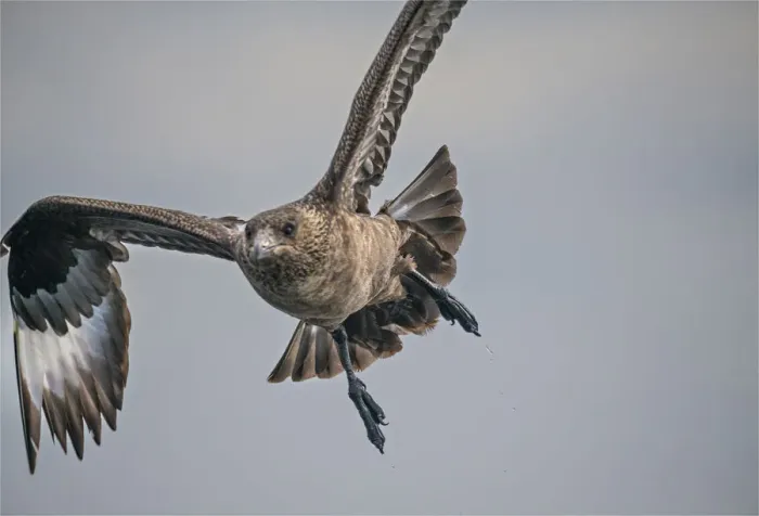 Framed Print : Great Skua, Shetland Islands Scotland Framed Print : Great Skua, Shetland Islands Scotland