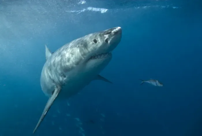 Framed Print : Great white shark