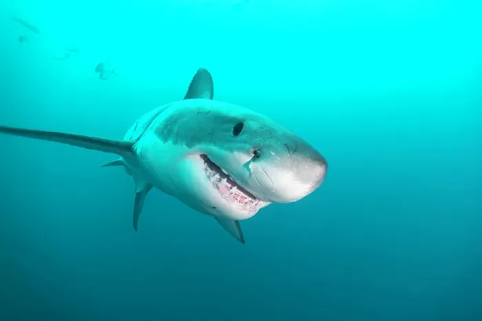 Framed Print : Great white shark close up