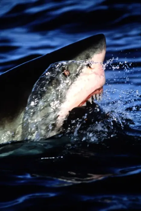 Framed Print : Great White Shark- Jaws Open