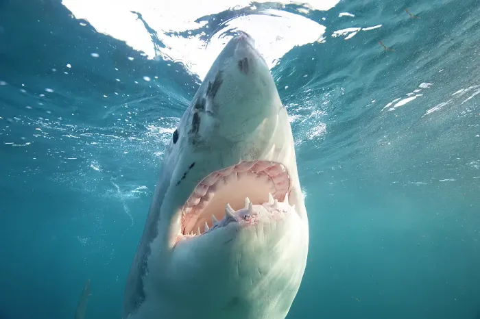 Framed Print : Great White Shark Mouth Open Framed Print : Great White Shark Mouth Open