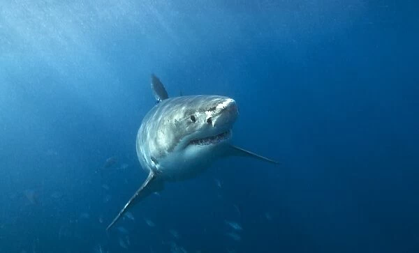 Great white shark in South Australia