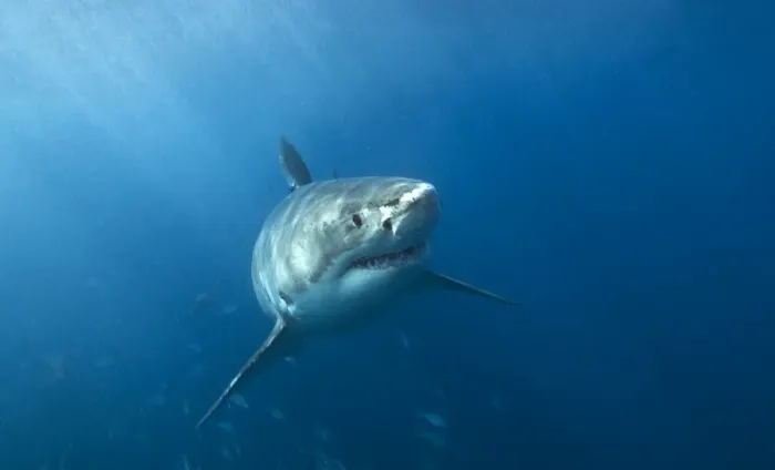 Framed Print : Great white shark in South Australia Framed Print : Great white shark in South Australia