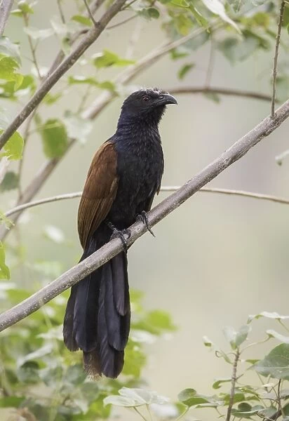 Greater coucal (Centropus sinensis)