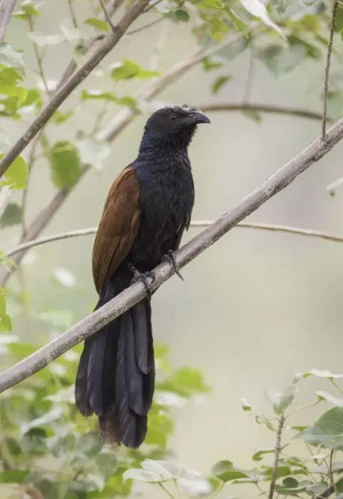 Framed Print : Greater coucal (Centropus sinensis)