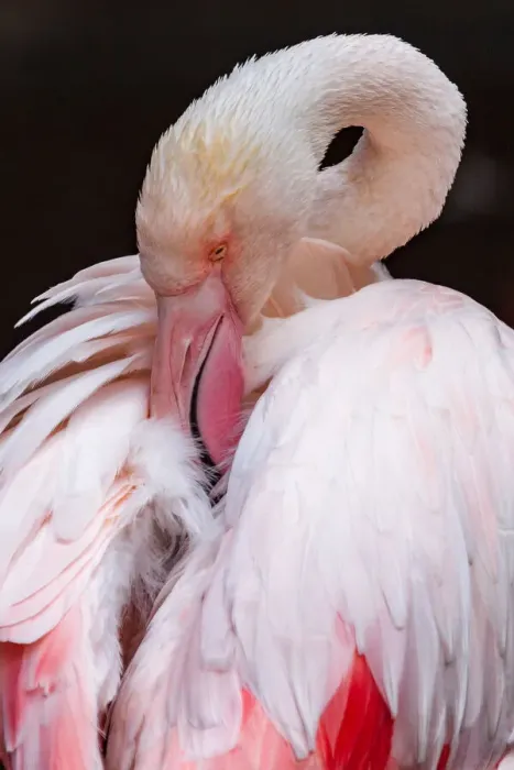 Framed Print : Greater Flamingo (Phoenicopterus roseus)