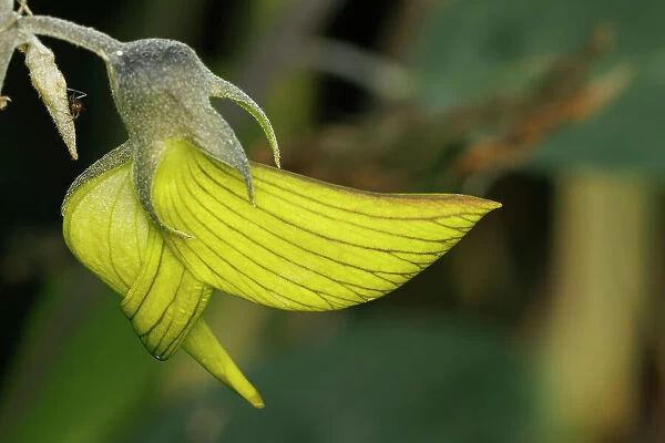 Green Bird Flower, Regal Birdflower - Crotalaria cunninghamii Perth, Western Australia, Australia