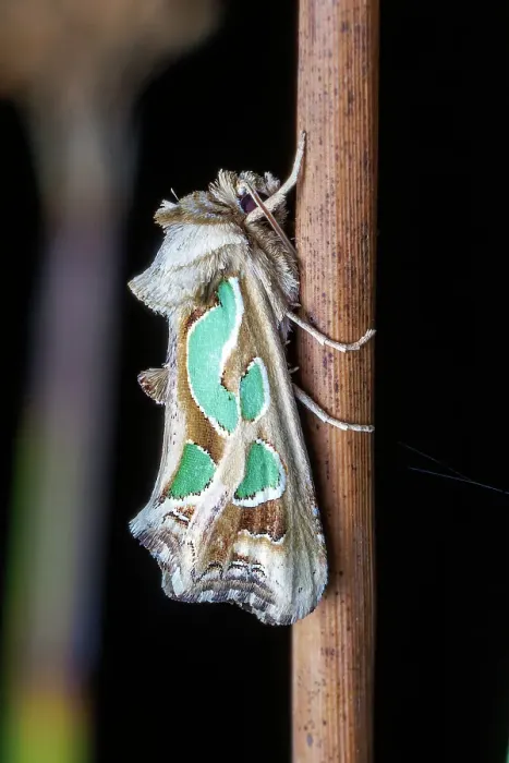 Framed Print : Green blotched moth (Cosmodes elegans) Framed Print : Green blotched moth (Cosmodes elegans)