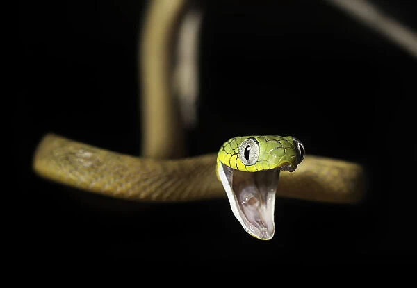 Green cat snake (Boiga cyanea)