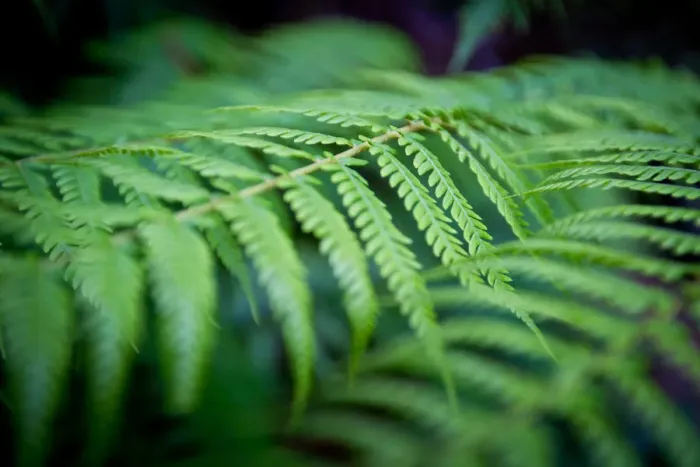 Framed Print : Green ferns Framed Print : Green ferns