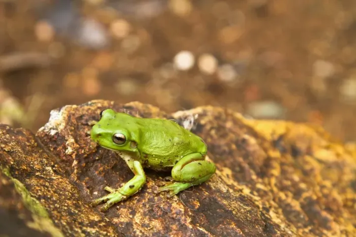 Framed Print : Green frog