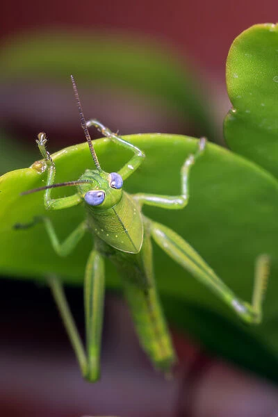 Green grasshopper with blue eyes on a green leaf