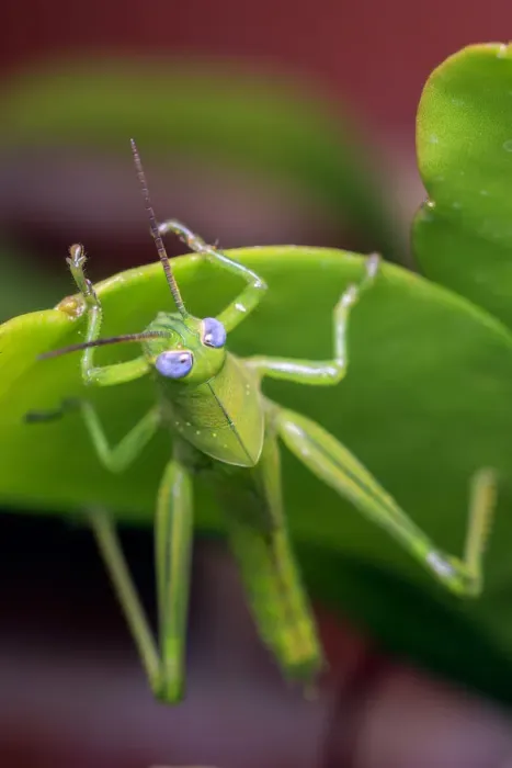 Framed Print : Green grasshopper with blue eyes on a green leaf Framed Print : Green grasshopper with blue eyes on a green leaf