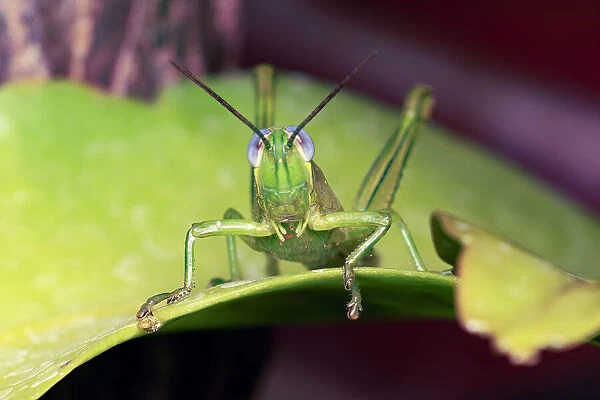 Green grasshopper with blue eyes on a green leaf