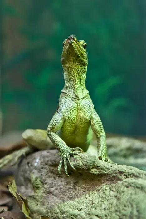 Framed Print : Green Lizard Framed Print : Green Lizard