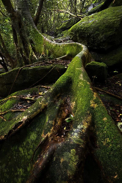 green moss of tree roots