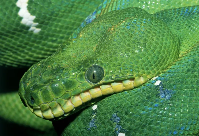 Framed Print : Green python Framed Print : Green python