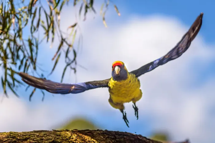 Framed Print : Green Rosella or Tasmanian Rosella
