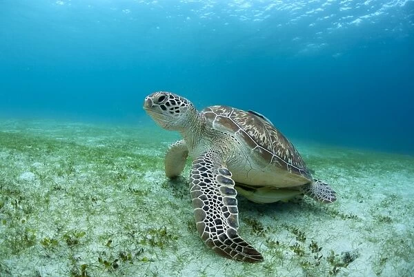 Green sea turtle in Philippines