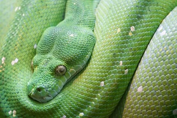 Green snake close up