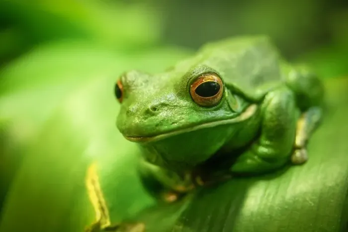 Framed Print : Green Tree Frog