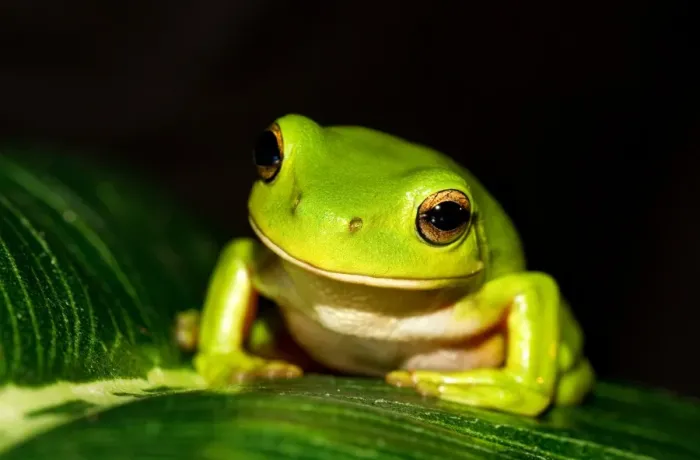 Framed Print : Green Tree Frog Framed Print : Green Tree Frog