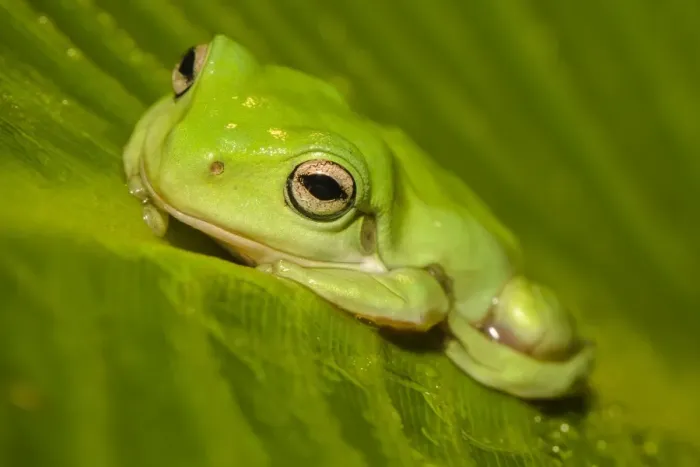 Framed Print : Green Tree frog