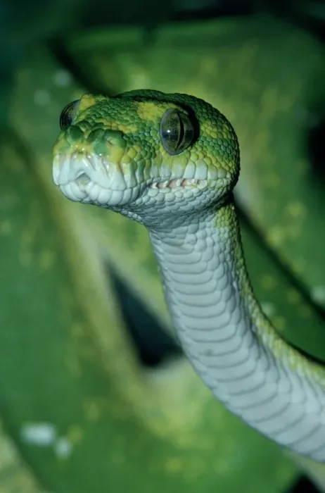 Framed Print : Green tree python Framed Print : Green tree python