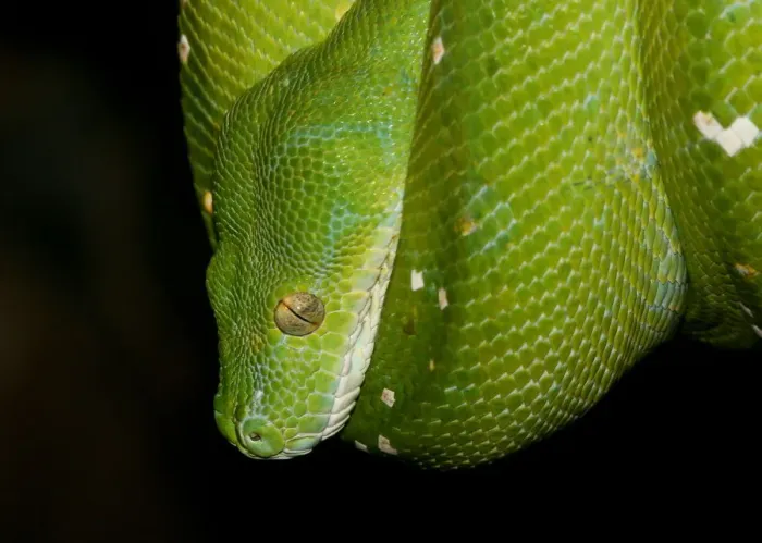 Framed Print : Green Tree Python