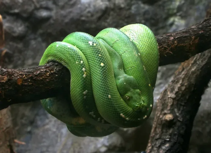 Framed Print : Green Tree Python Framed Print : Green Tree Python