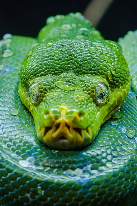 Framed Print : Green tree python Framed Print : Green tree python