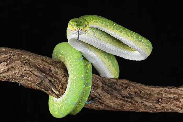Framed Print : Green tree python Framed Print : Green tree python